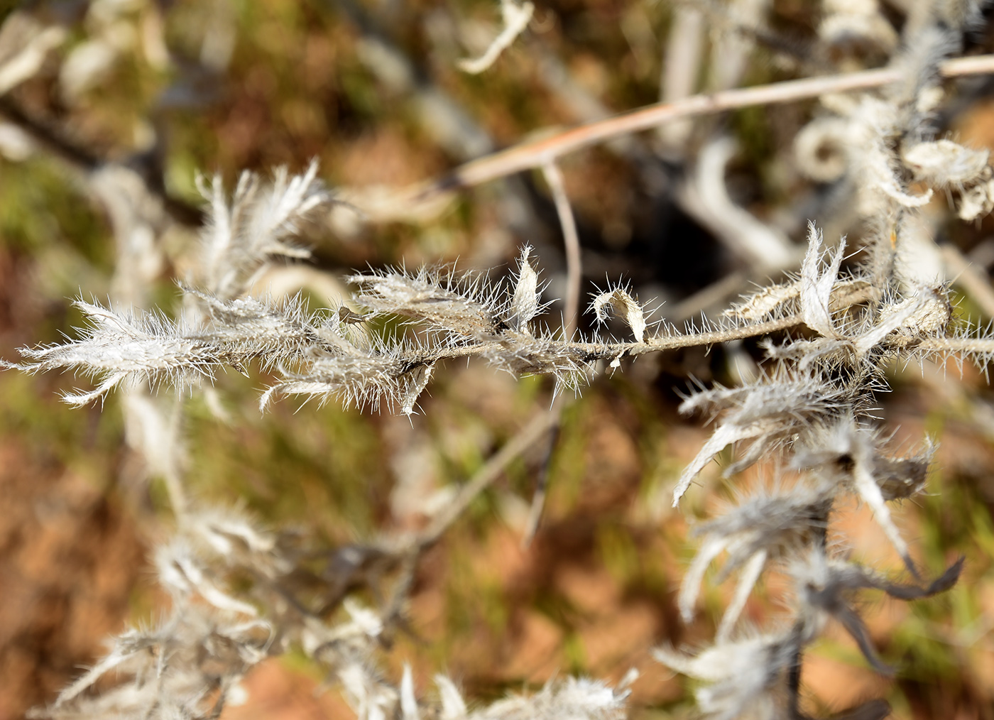 Image of Onosma setosa specimen.