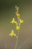 Linaria odora. Соцветие. Ростовская обл., Тарасовский р-н, гора Городище, песчаный склон. 18.05.2025.
