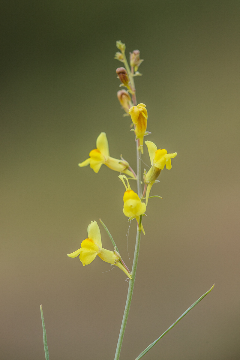 Image of Linaria odora specimen.