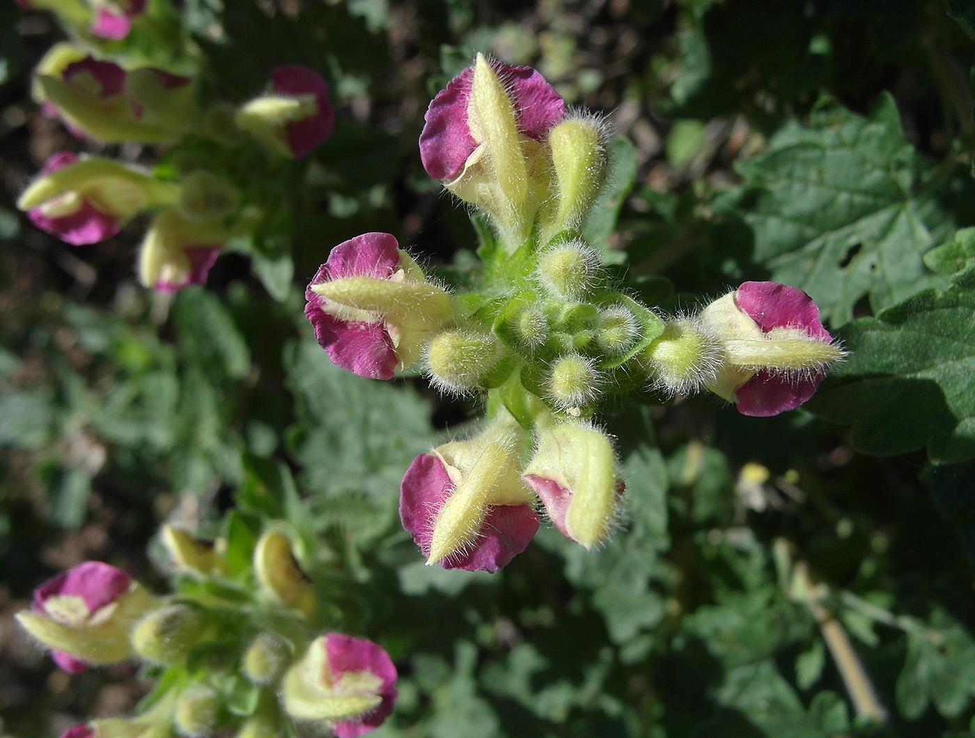 Изображение особи Scutellaria adsurgens.