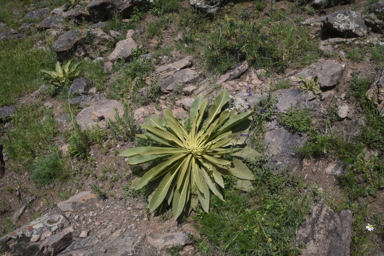 Image of genus Verbascum specimen.