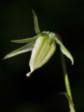 Image of taxon representative. Author is Лариса Крайник