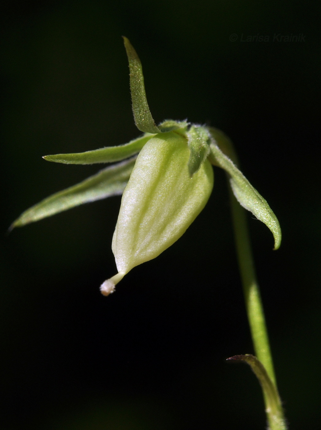 Image of Viola acuminata specimen.