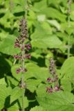 Stachys sylvatica