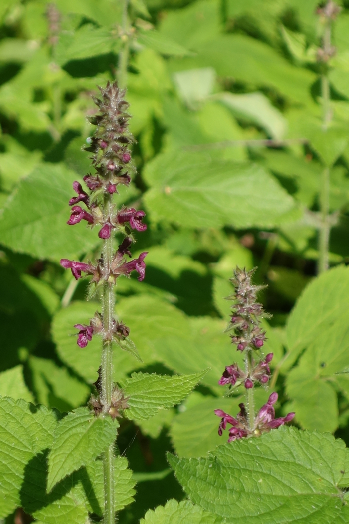Изображение особи Stachys sylvatica.