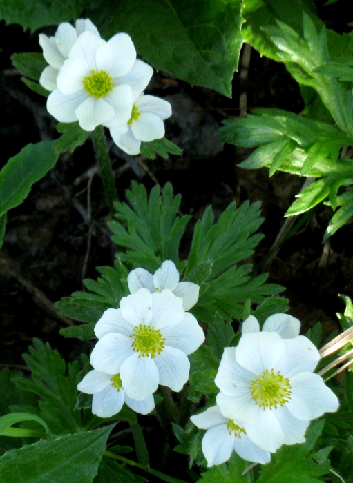 Изображение особи Anemonastrum sibiricum.