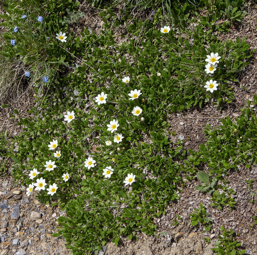 Image of Dryas oxyodonta specimen.