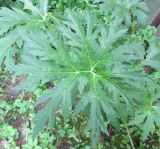 Ligularia japonica