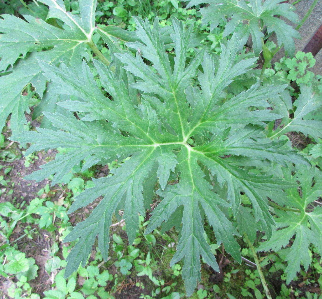 Image of Ligularia japonica specimen.