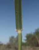 Sporobolus cryptandrus