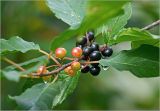 Frangula alnus. Часть ветви с плодами разной степени спелости и каплями дождя. Московская обл., Раменский р-н, окр. дер. Хрипань, садовый участок. 31.07.2025.
