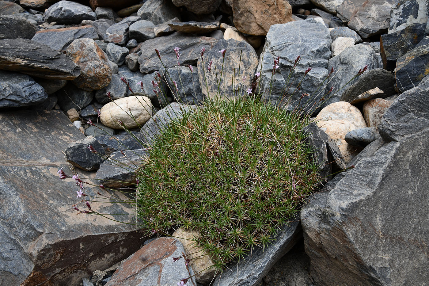 Image of Acantholimon pamiricum specimen.