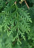 Thuja occidentalis. Веточка. Московская обл., г. Подольск, мкр-н Кузнечики, в культуре. 19.09.2025.