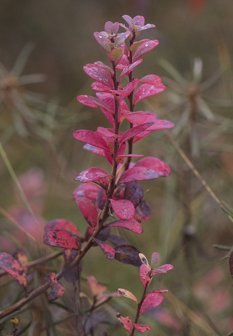 Изображение особи Vaccinium uliginosum.