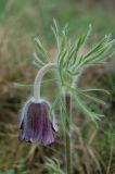 Pulsatilla ucrainica