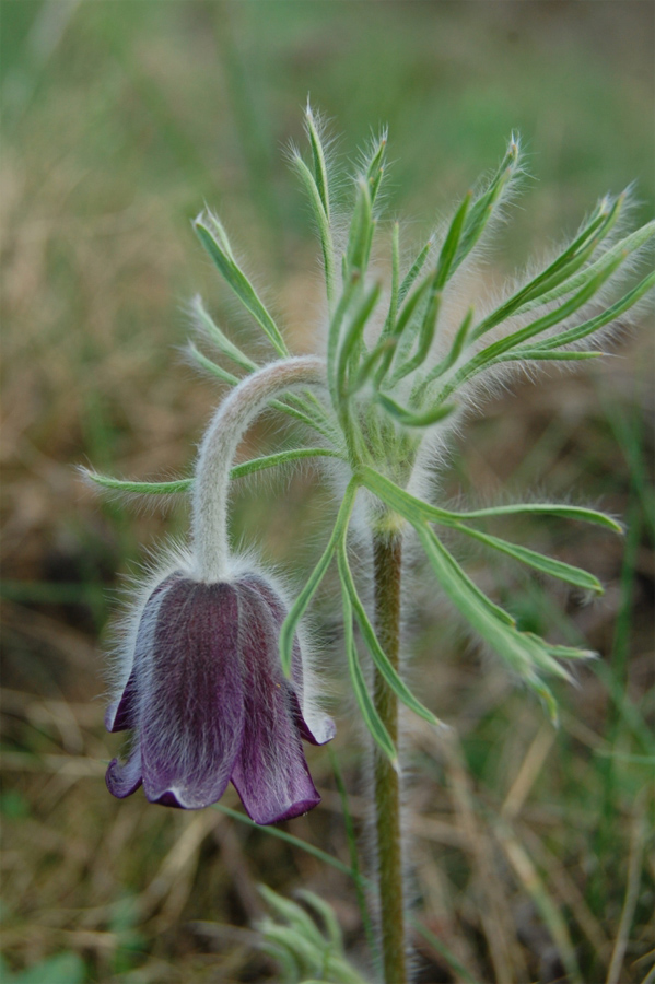 Изображение особи Pulsatilla ucrainica.