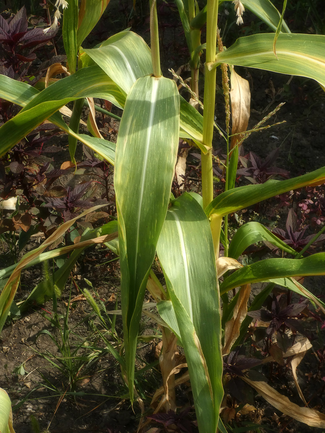 Изображение особи Zea mays.