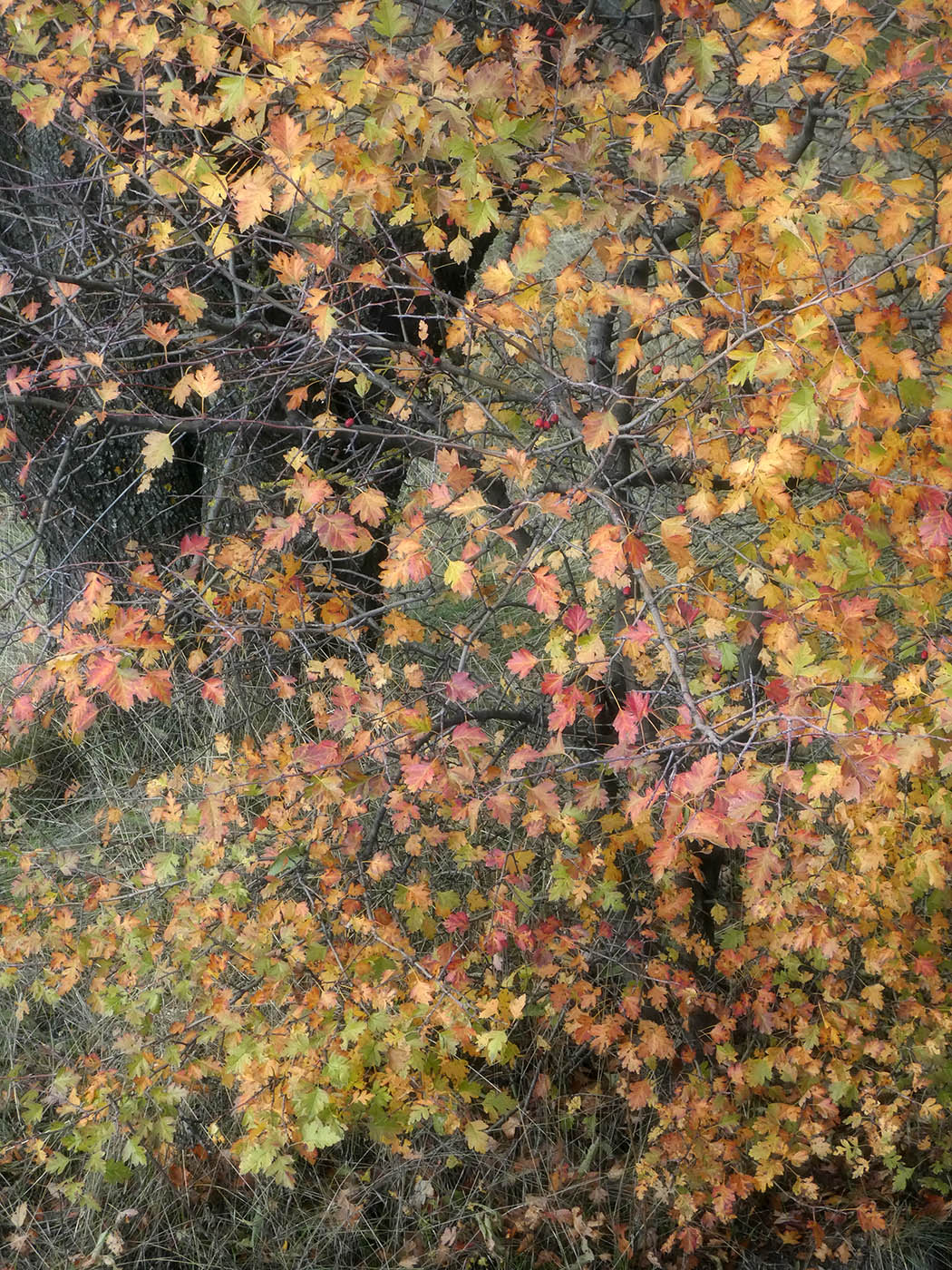 Изображение особи род Crataegus.