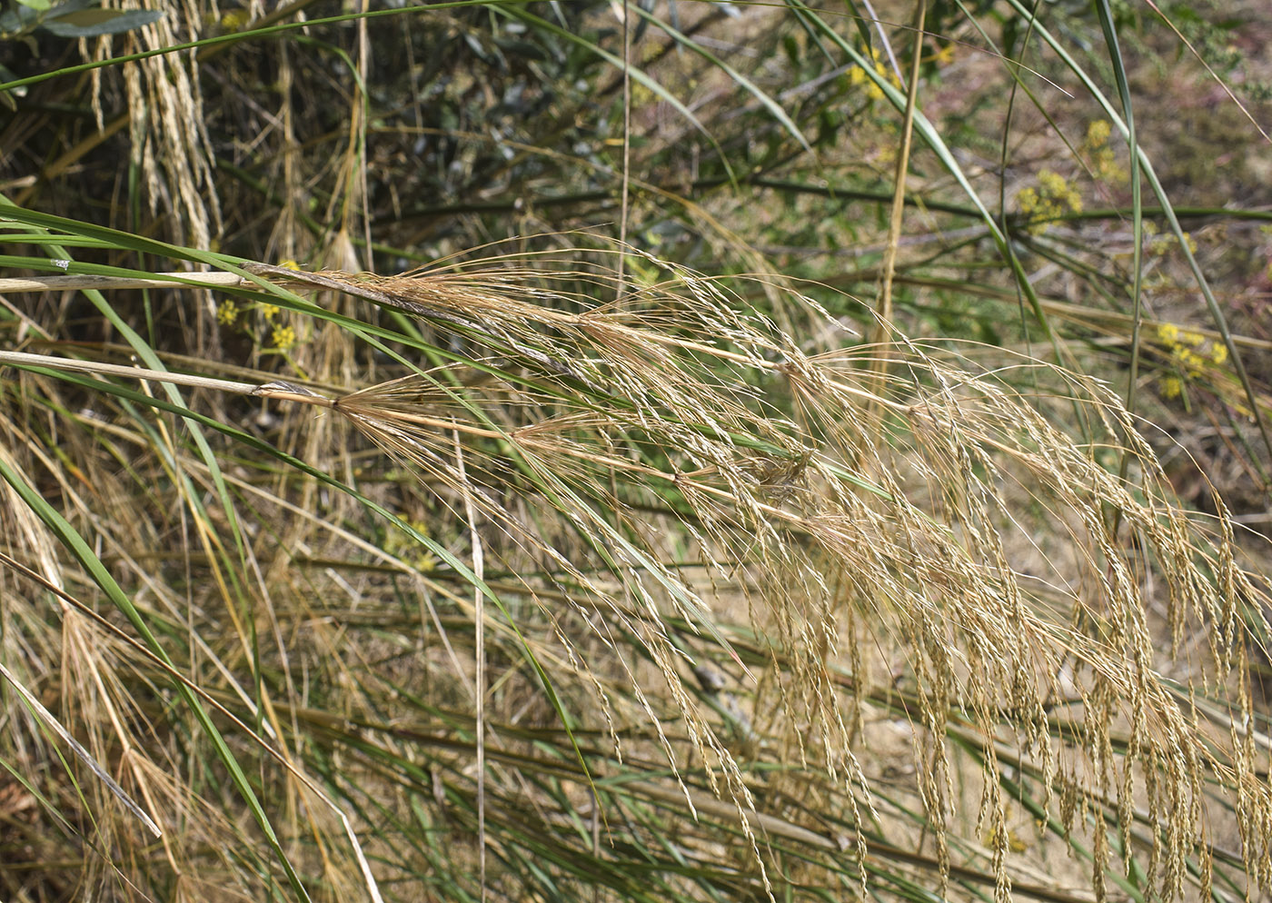 Image of Oloptum thomasii specimen.