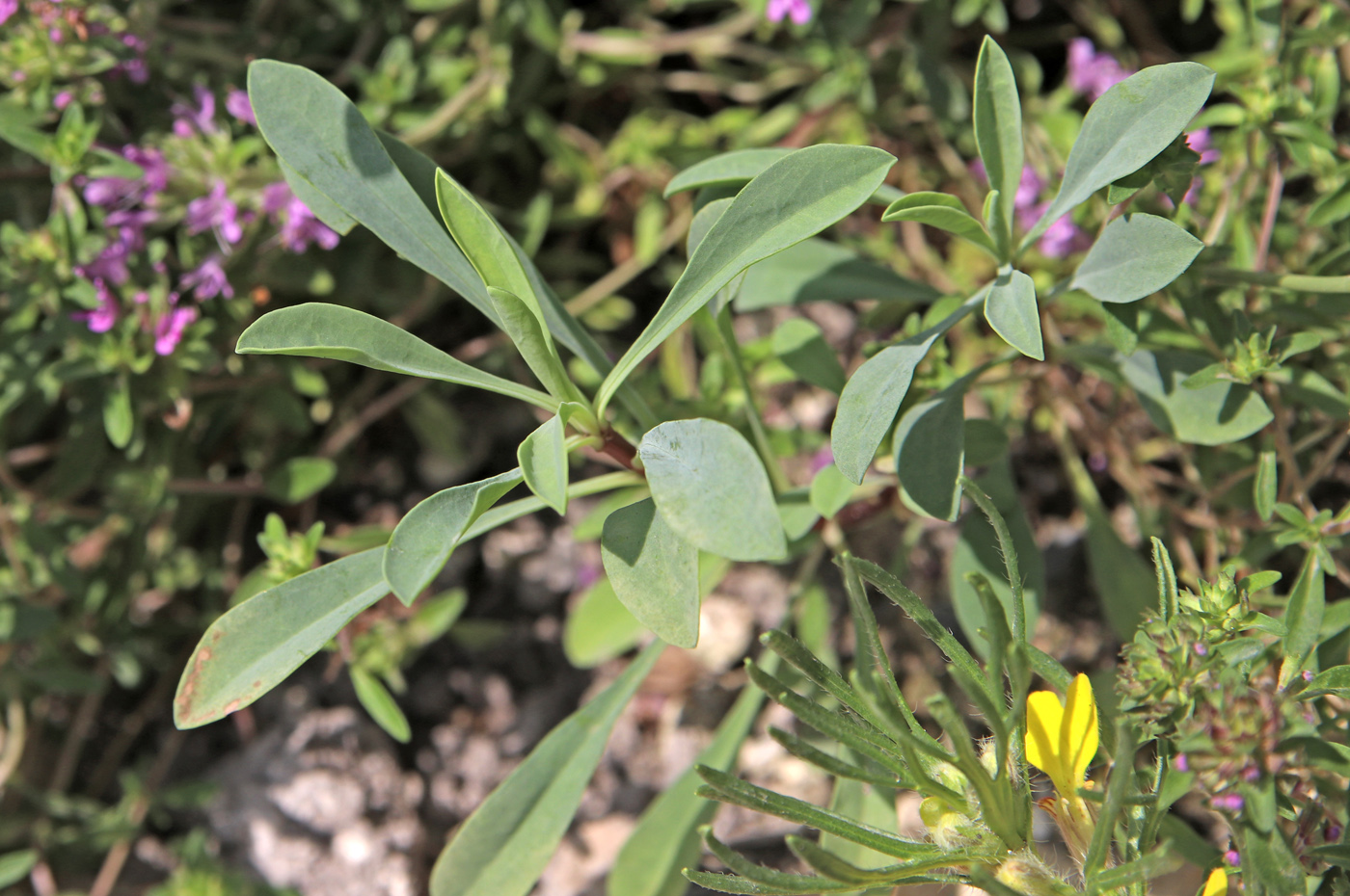 Image of Linum ucranicum specimen.