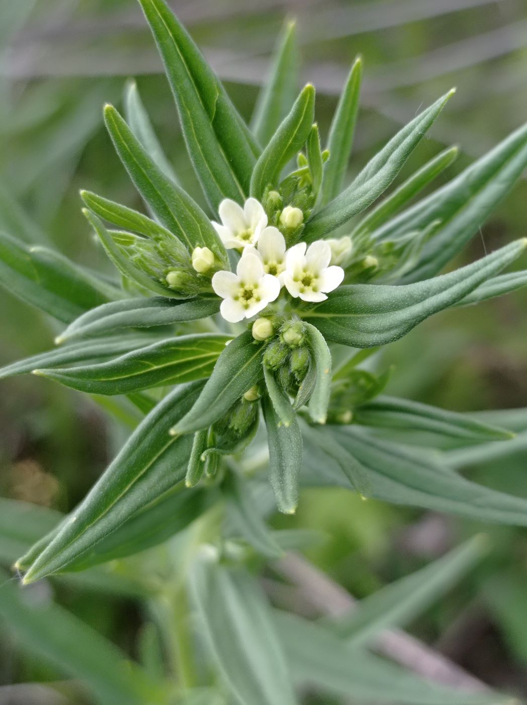 Изображение особи Lithospermum officinale.