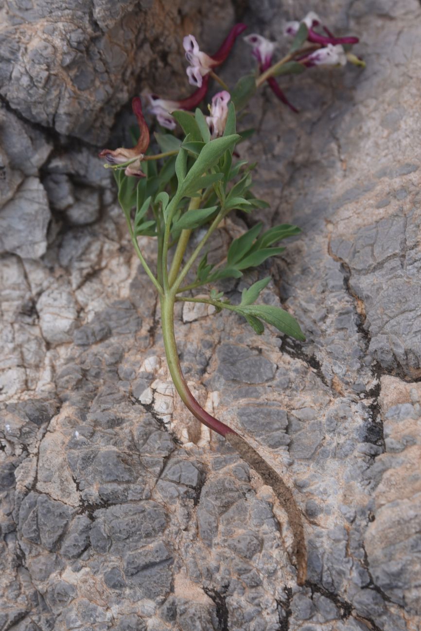Image of genus Corydalis specimen.