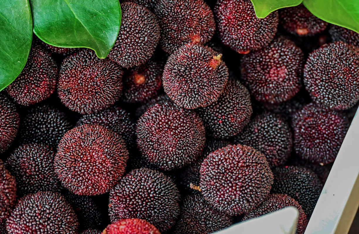 Изображение особи Myrica rubra.