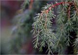 Смотреть изображение Juniperus communis