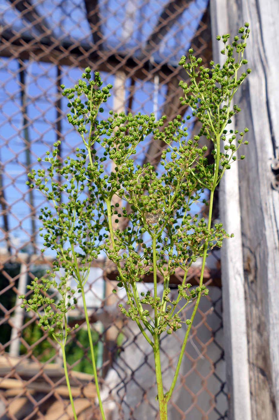 Image of Filipendula ulmaria specimen.