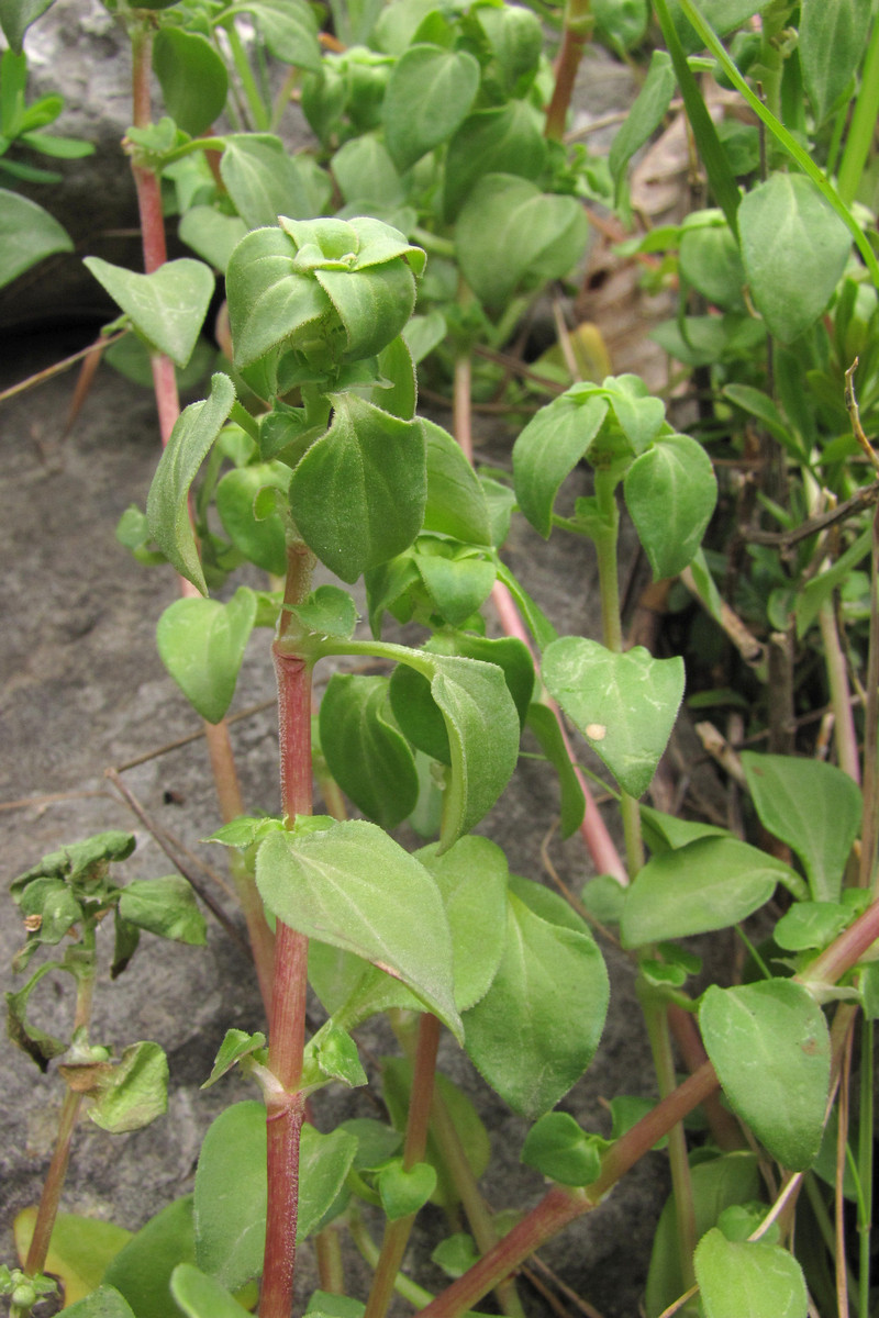 Изображение особи Theligonum cynocrambe.