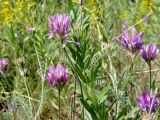 Astragalus onobrychis. ЛНР Старобельский р-н, правый берег р.Айдар, меловая гора 1 июня 2025 г.