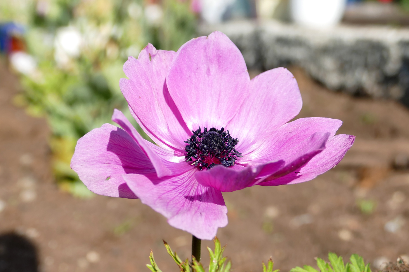 Image of Anemone coronaria specimen.