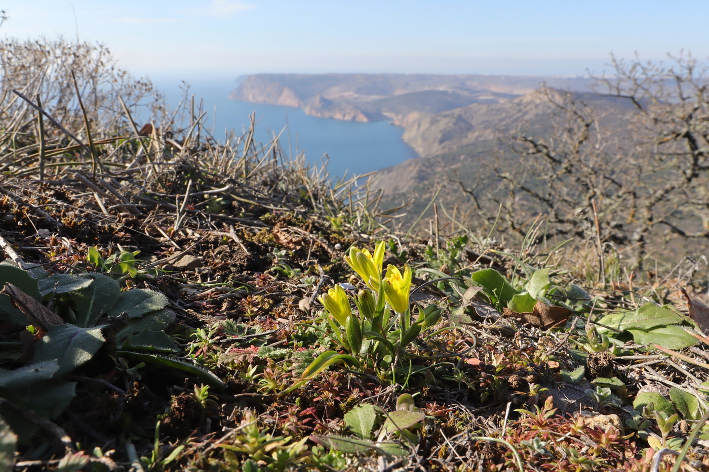 Image of Gagea bohemica specimen.