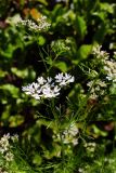 Coriandrum sativum. Верхушка цветущего растения. Московская обл., муниципальный округ Чехов, окр. дер. Дмитровка, СНТ \"Берёзка\". 14.07.2024.