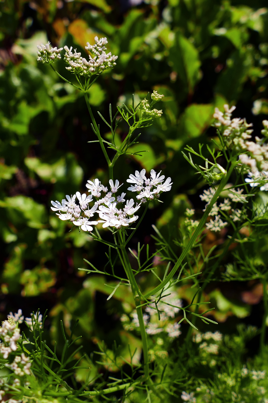 Image of Coriandrum sativum specimen.