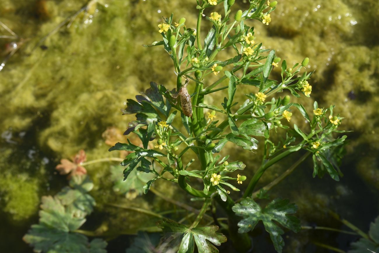 Image of Ranunculus sceleratus specimen.