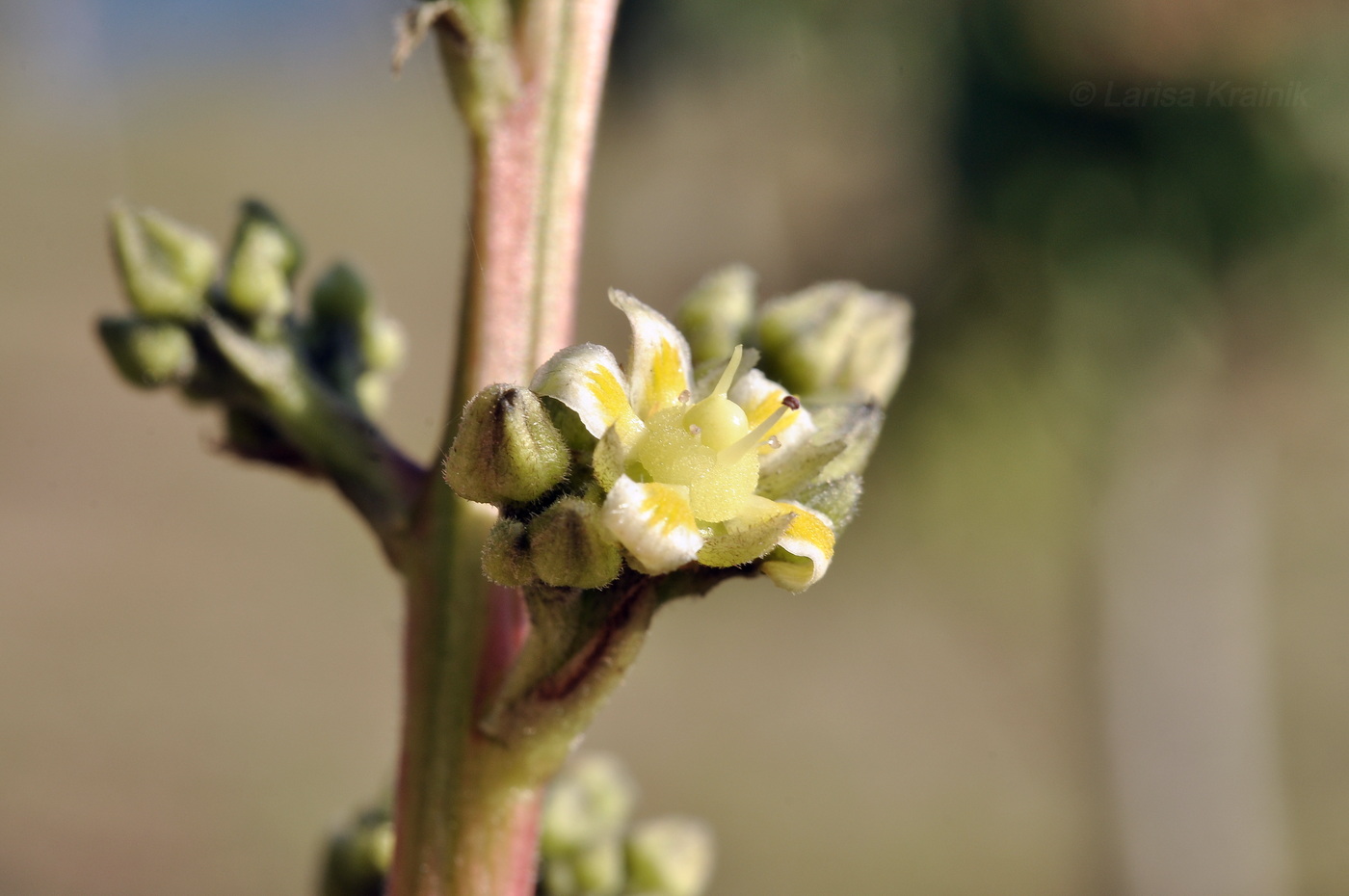 Изображение особи Mangifera indica .