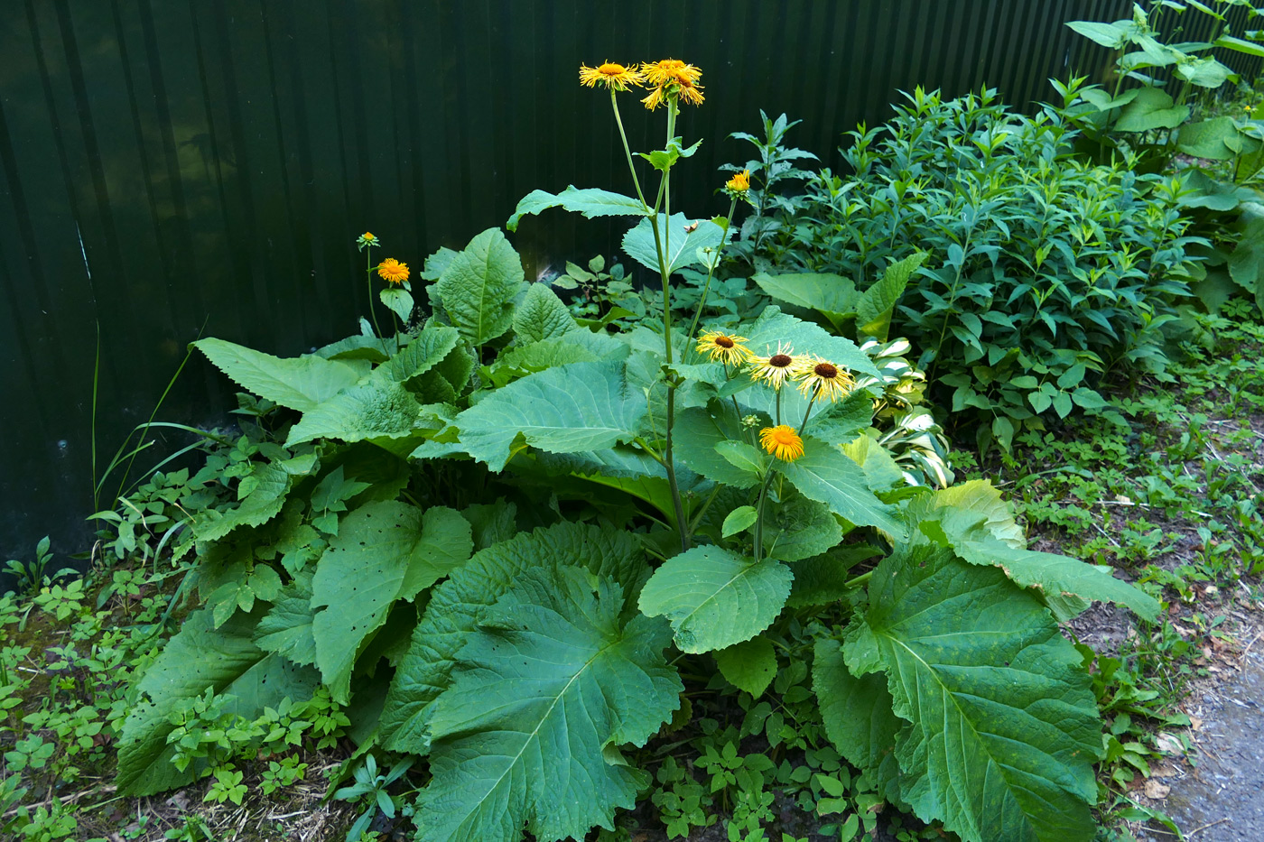 Image of Inula helenium specimen.