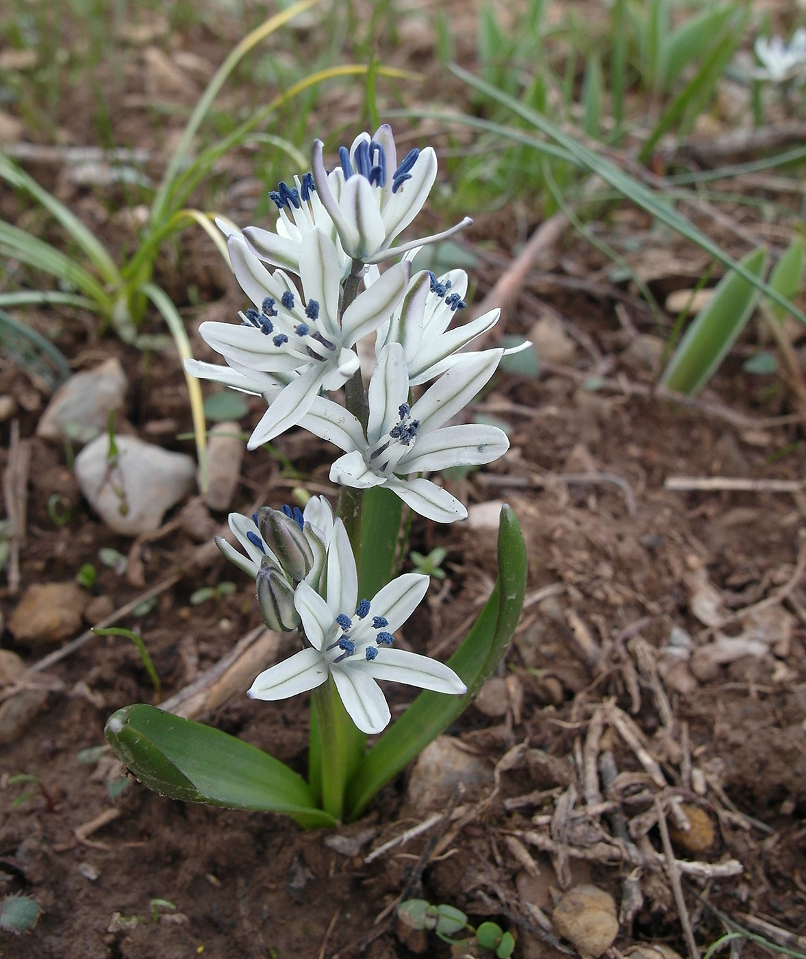Изображение особи Scilla puschkinioides.