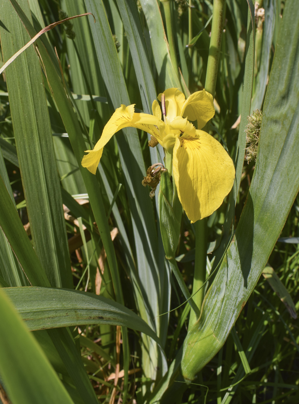 Изображение особи Iris pseudacorus.