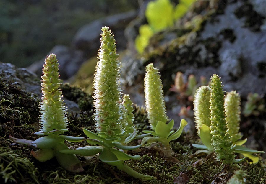 Image of Orostachys malacophylla specimen.