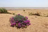 Oxytropis hailarensis. Цветущее и плодоносящее растение. Приморский край, Ханкайский р-н, окр. с. Троицкое, берег оз. Ханка, на песках. 25.05.2026.