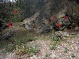 Papaver laevigatum. Цветущие растения. Крым, окр. пос. Новый Свет, подножие горы Сокол (Куш-Кая), опушка смешанного леса с преобладанием сосны, дуба и можжевельника, щебнистая россыпь. 05.05.2025.
