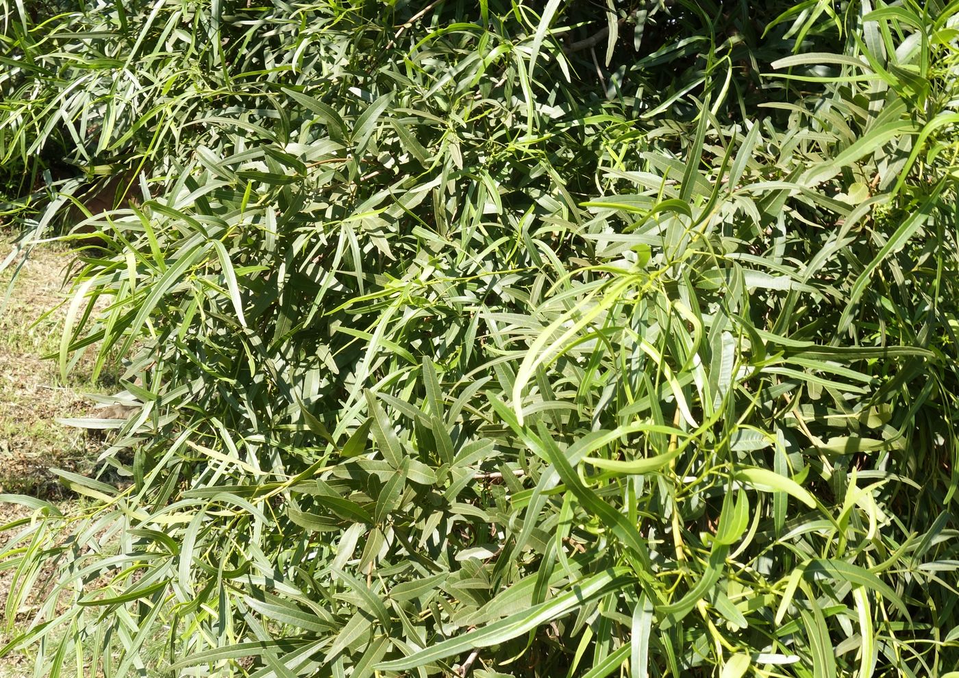 Image of Searsia lancea specimen.