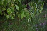 genus Carpinus. Верхушка веточки. Грузия, край Самцхе-Джавахети, Ахалцихский муниципалитет, левый борт р. Цинубанисцкали, окр. горячего источника Цинубани, бровка смешанного леса. 9 июня 2026 г.