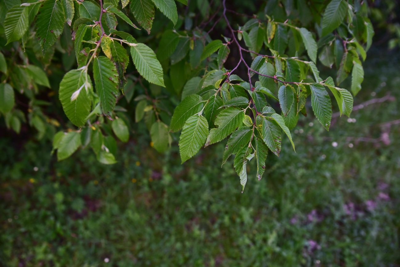 Image of genus Carpinus specimen.