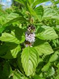 Mentha arvensis