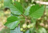 Crataegus macracantha. Незрелое соплодие и поврежденные листья. Узбекистан, г. Ташкент, Ботанический сад им. Ф.Н. Русанова, в культуре. 25.07.2026.