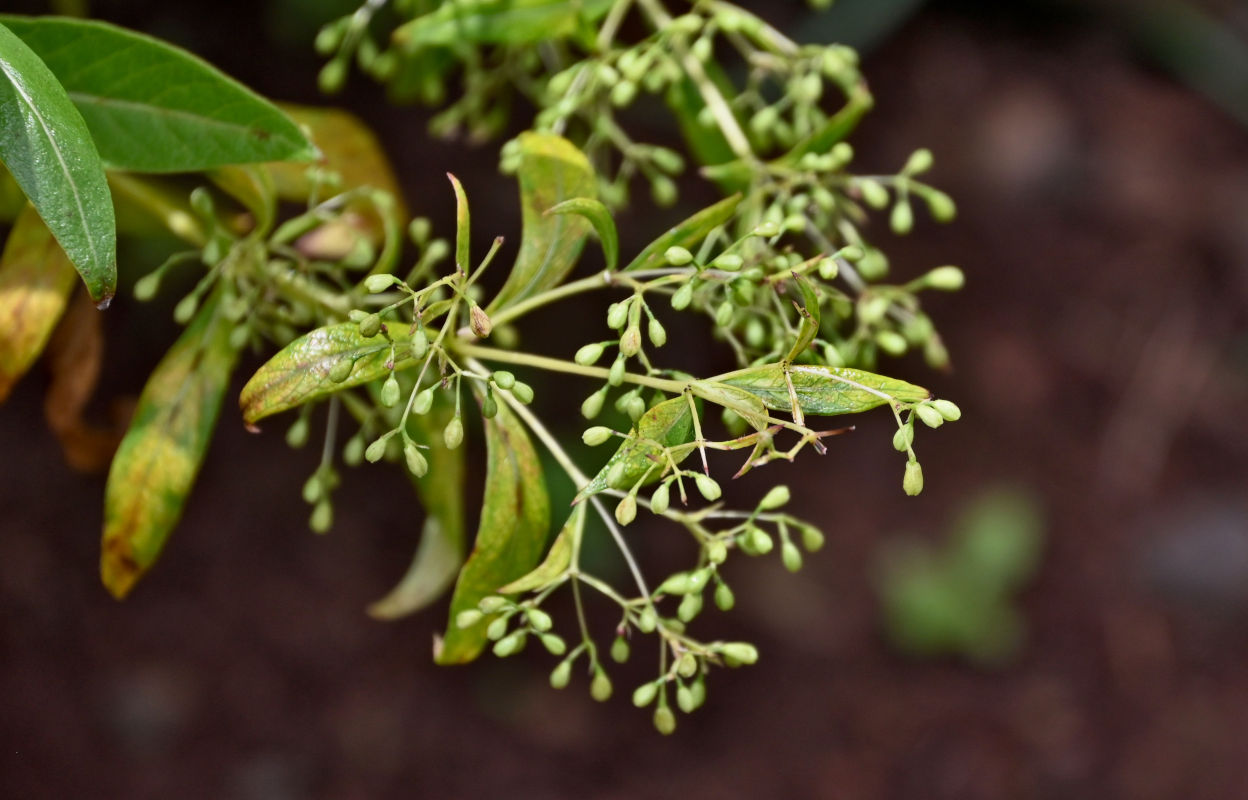 Image of familia Rubiaceae specimen.