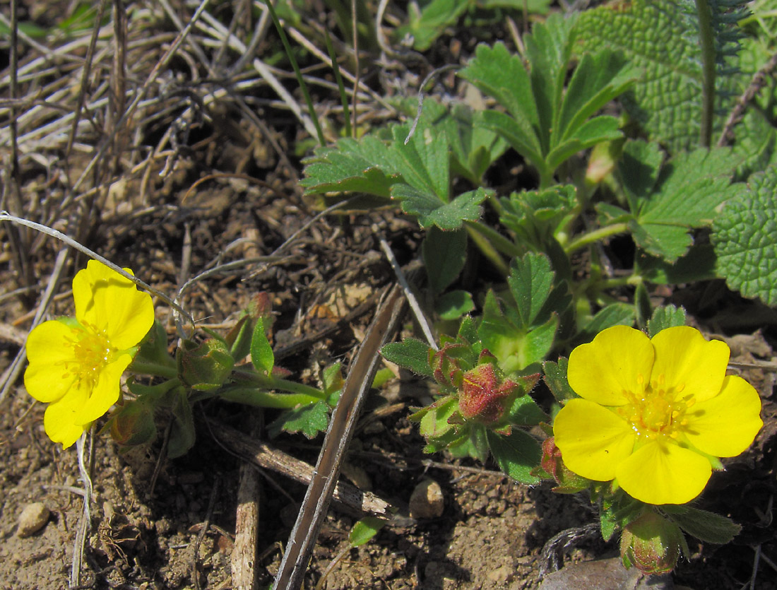 Image of Potentilla incana specimen.